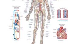 anatomicke modely