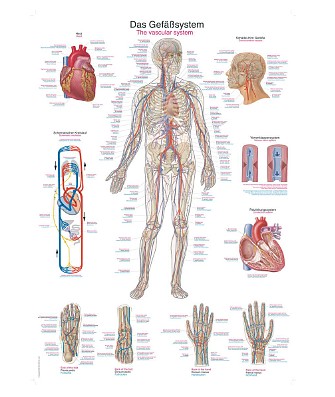 anatomicke modely